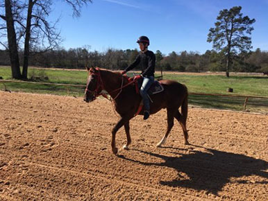 Chestnut Gelding