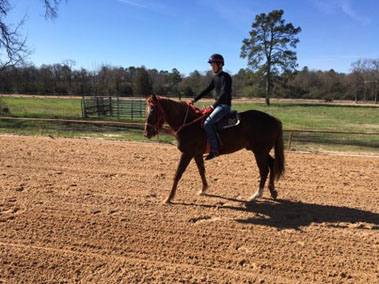 Chestnut Gelding
