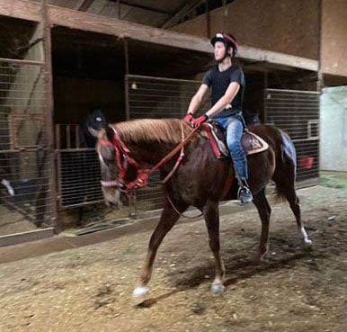 Chestnut Gelding