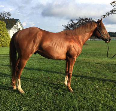4 Year Old Chestnut