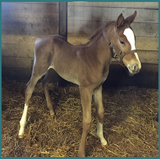 Colt Photo