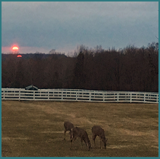 Deer