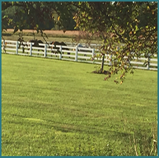 Fence Horses