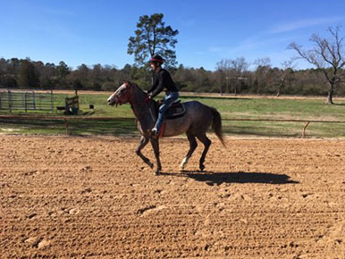 Gray Filly
