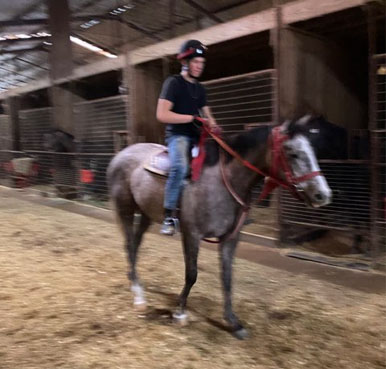 Gray Filly