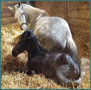 Horse Foal Photo