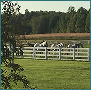 Pasture