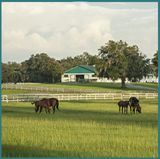Mar Mac Barn Pasture