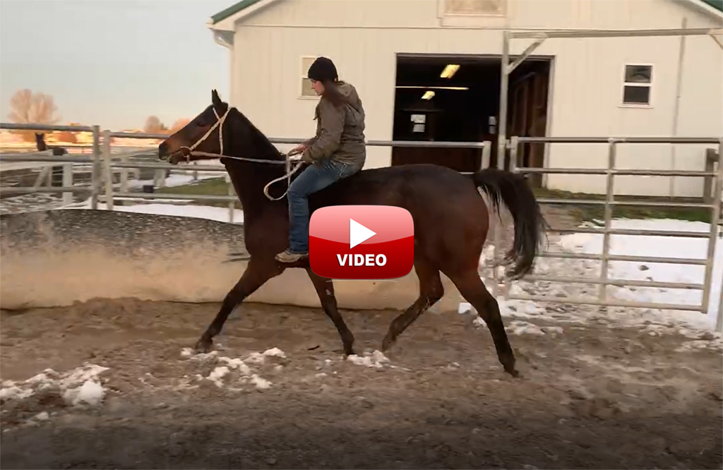 Retired Mare For Sale