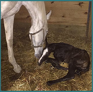WhiteHorseFoal