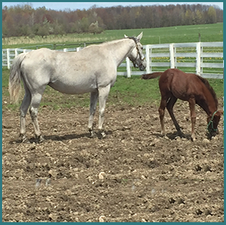 White Horse Pony